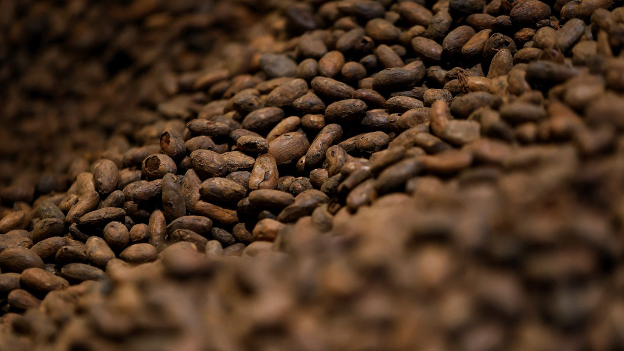 Le cacao de Londres grimpe à un sommet de six semaines tandis que l’arabica bondit