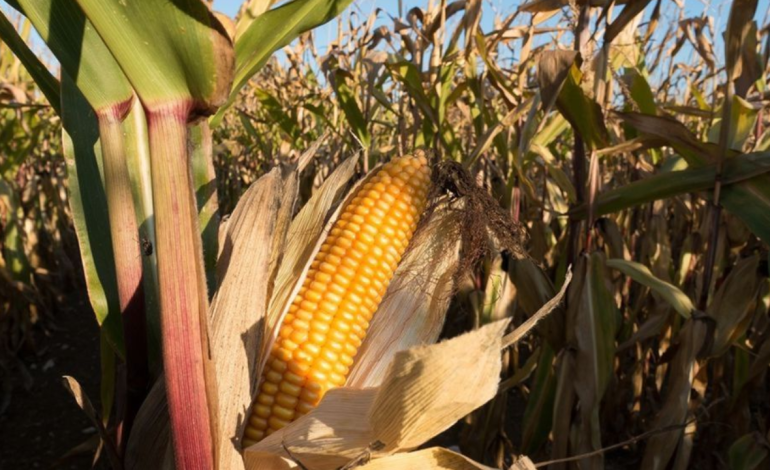 Futures sur le maïs, le soja et le blé en baisse après le rapport WASDE de l’USDA