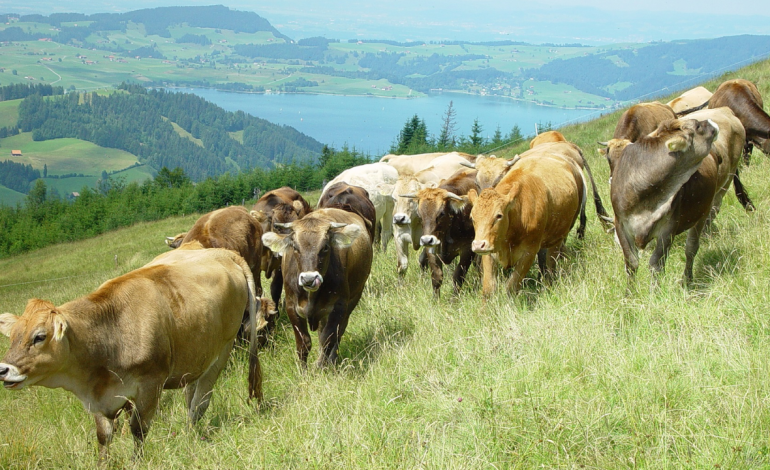 Les bovins plus lourds compensent partiellement la baisse de l’abattage aux États-Unis