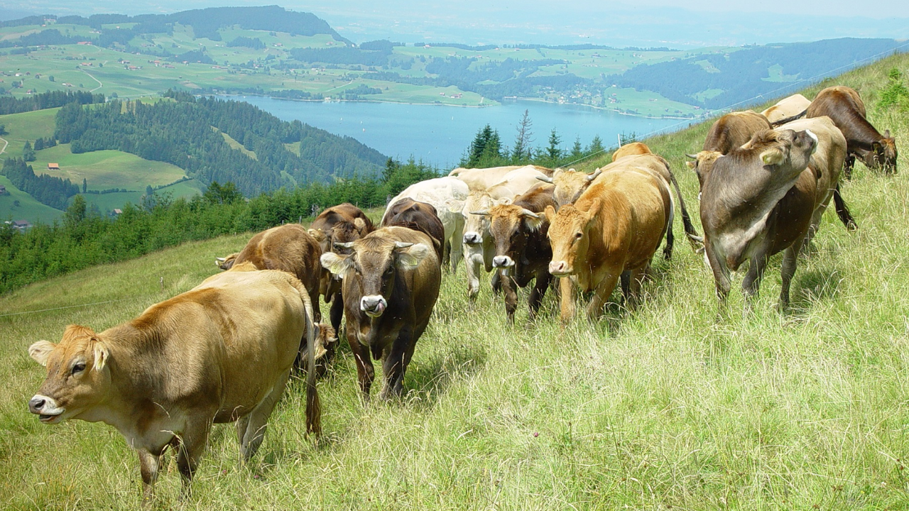 Les bovins plus lourds compensent partiellement la baisse de l’abattage aux États-Unis