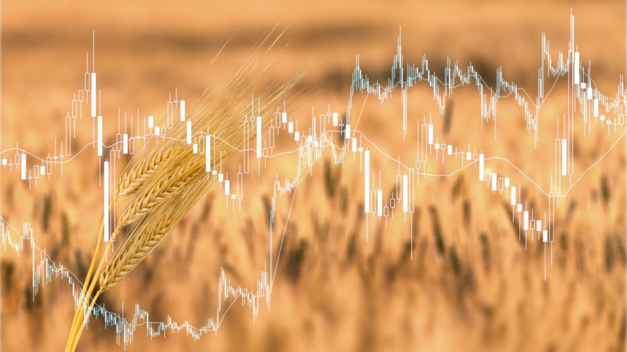 Le blé rebondit vendredi alors que les traders surveillent les ventes export et la récolte française